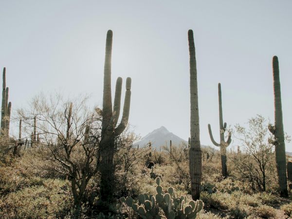 A desert landscape with tall cacti, sparse vegetation, and mountains in the background under a hazy, bright sky can be seen in the image.
