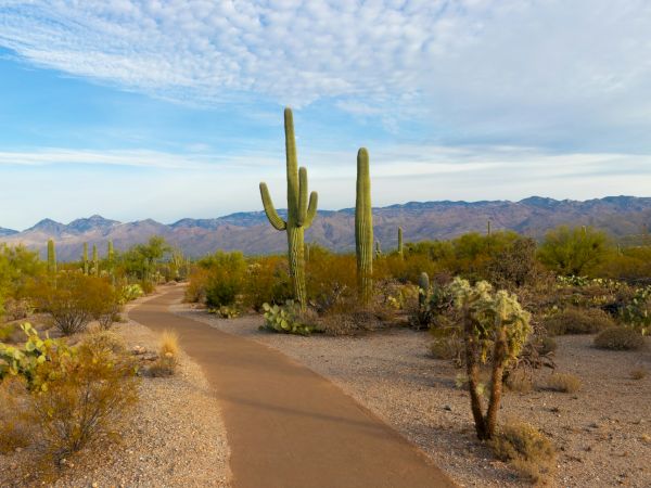 A desert landscape with a dirt path winding through cacti, shrubs, and various desert plants, set against a backdrop of mountains and a partly cloudy sky.