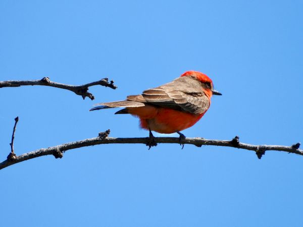 A small, bright orange bird perched on a thin, bare tree branch against a clear blue sky.