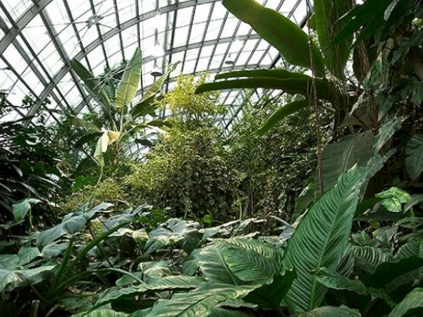 The image depicts the interior of a greenhouse, filled with a variety of lush green plants and large tropical leaves under a glass roof.