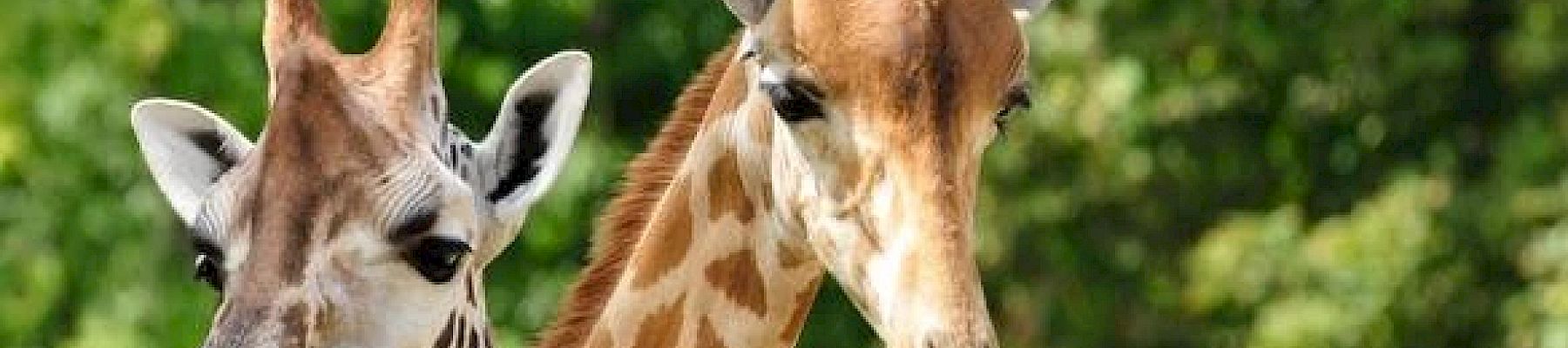 The image shows two giraffes standing close together, surrounded by greenery.