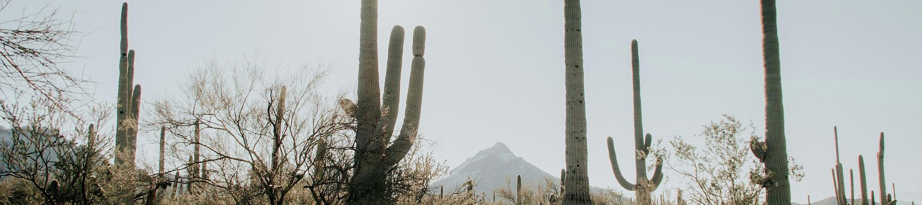 The image shows a desert landscape with tall cacti and sparse vegetation, with a mountain in the background under a clear sky.