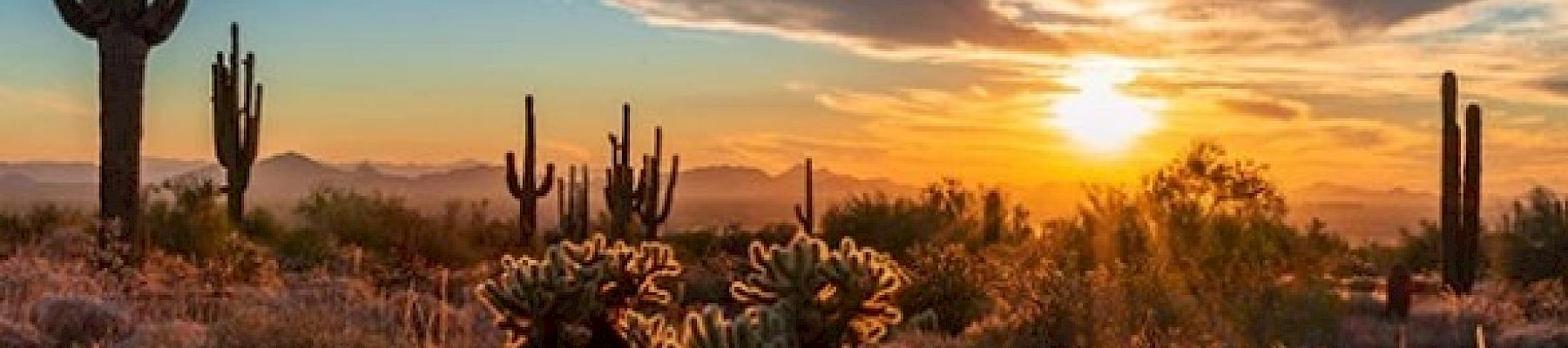 The image shows a desert landscape at sunset with cacti and shrubs silhouetted against the colorful sky. The scene is serene and picturesque.