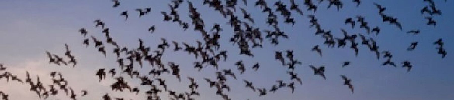 A large flock of birds is flying across the sky during a colorful sunset, creating a dynamic and captivating scene against the gradient of the evening hues.