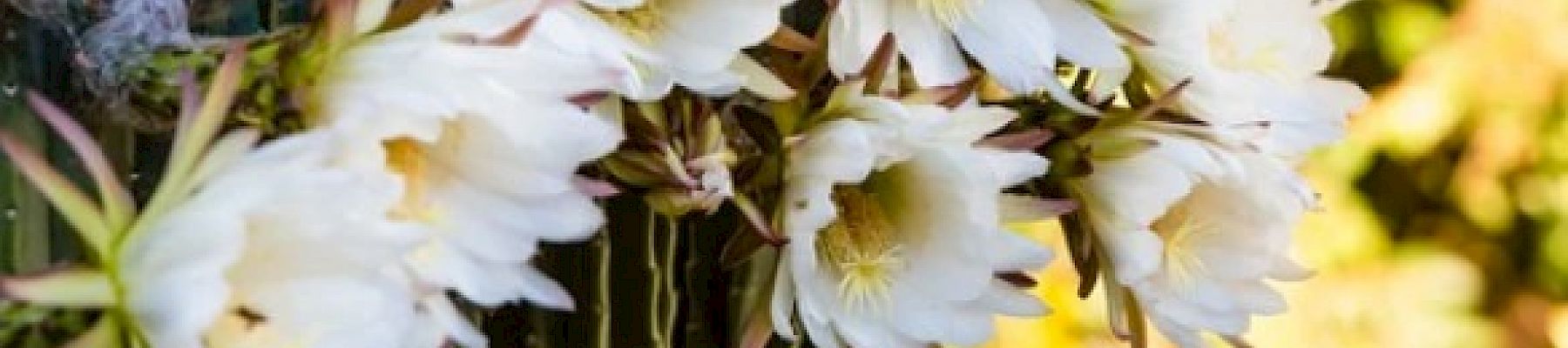 A cluster of large white cactus flowers in bloom, with the background showcasing a blurred natural environment, giving a serene feel to the scene.