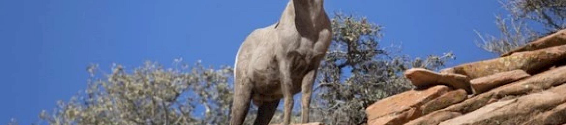 A bighorn sheep stands on a rocky slope under a clear blue sky with sparse vegetation in the background, looking alert and majestic.