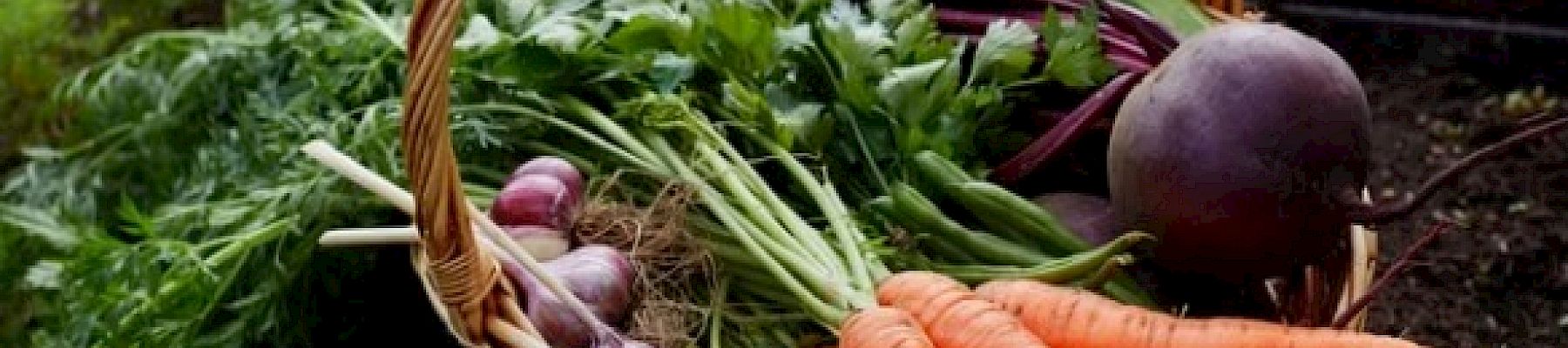 A wicker basket filled with freshly harvested vegetables, including carrots, beets, garlic, and leafy greens, resting on soil in a garden.