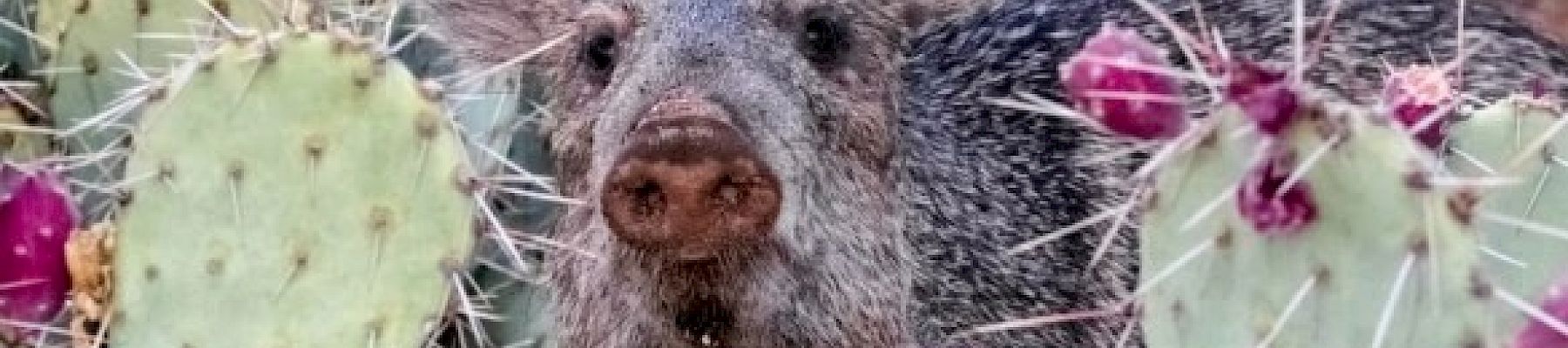 A small mammal resembling a peccary is standing among prickly pear cacti with vibrant pink fruit, its nose and ears clearly visible through the spines.