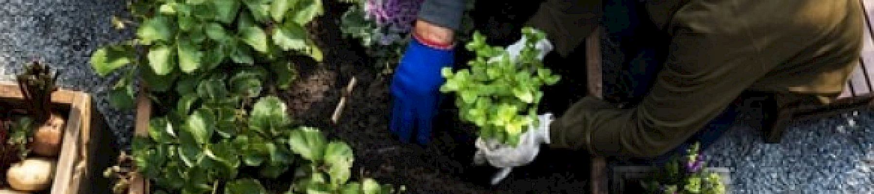 Two people gardening in a raised planter box with various plants and flowers, one person holding a plant ready to be planted in the soil.