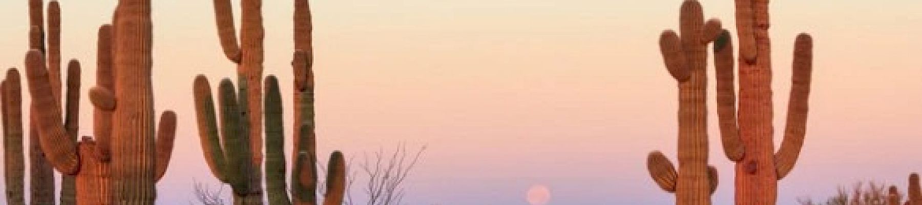 The image shows a desert landscape with tall saguaro cacti, scrub vegetation, and a colorful sunset or sunrise sky in the background.