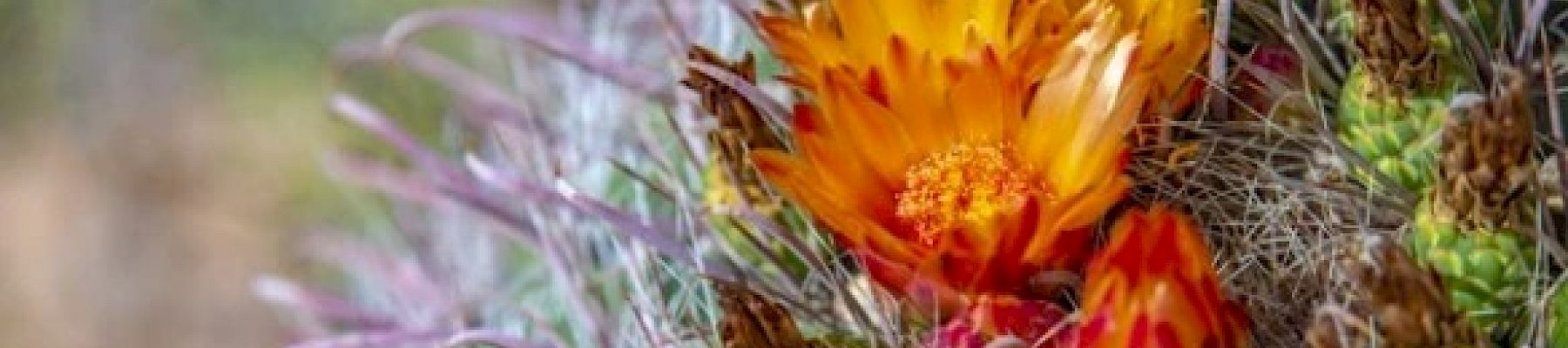 A close-up image of a barrel cactus with orange-yellow flowers blooming at its center, surrounded by sharp spines and unopened buds, in a desert setting.