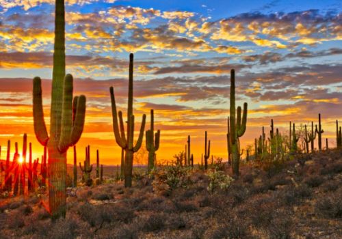 The image shows a desert landscape with tall cacti and a colorful sunset sky with scattered clouds.